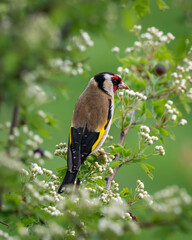 Goldfinch Perched in a Tree