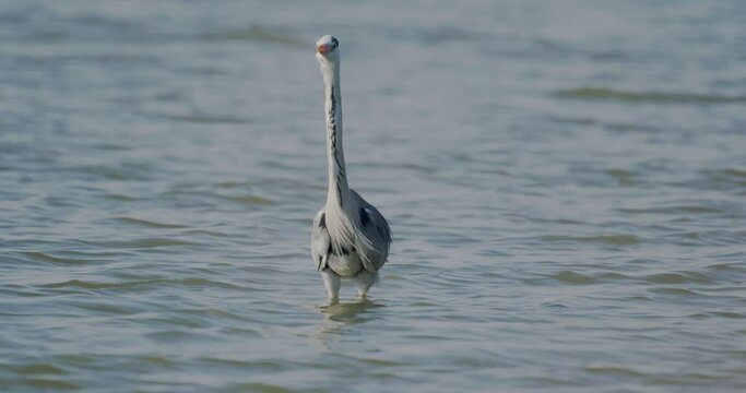 Ardea Cinerea Gray Heron Walking In Shallow Water Slow Motion Image