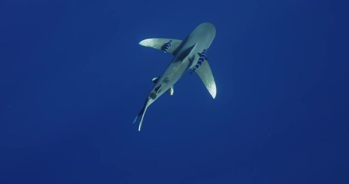 Oceanic Whitetip Shark Carcharhinus longimanus swim under surface of blue water. large pelagic shark inhabiting tropical in underwater Mauritius, Indian Ocean. Rare exclusive footage 10 120 fps 10 bit