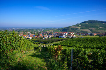 Vineyard vines with view over the town of Neuweier, Black forest, Germany