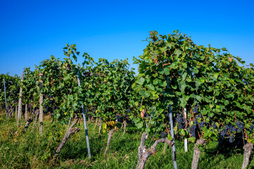 Fototapeta na wymiar Vineyard vines for red wine, ready for picking, Neuweier, Black forest, Germany