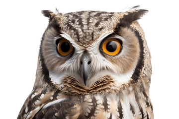 Isolated Speckled Owl Face Close up on Transparent Background. Generative AI