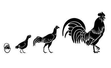 Rooster Growth Stages, Animal Silhouette Set