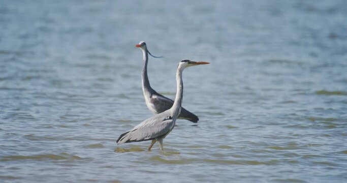 Two Ardea Cinerea Gray Heron Walking In Shallow Water Slow Motion Image