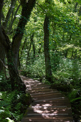 wooden walkway in the forest