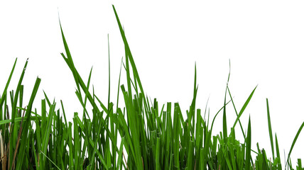 Green grass isolated with copy space and with clipping paths on white background