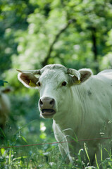 Krowa, biała krowa, krowy na pastwisku - obrazy, fototapety, plakaty
