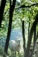 Krowa, biała krowa, krowy na pastwisku © Freshfanpage