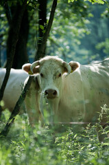 Krowa, biała krowa, krowy na pastwisku - obrazy, fototapety, plakaty