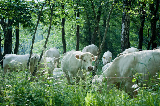 Krowa, biała krowa, krowy na pastwisku
