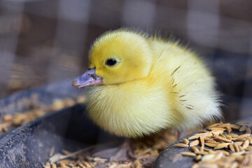cute yellow duckling Cute pet concept, poultry
