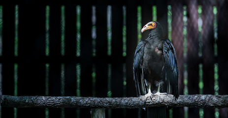 vulture on a branch, scary yet beautiful creature, one side blank to be used for any educational purpose/text placement 