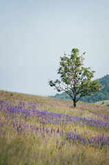 Kwiaty na łące, polne kwiatki, lato © Freshfanpage
