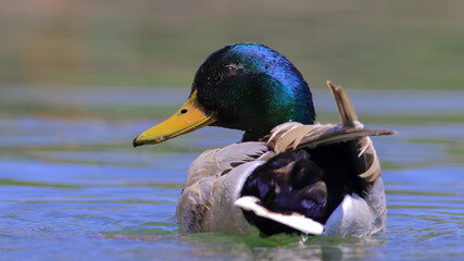 duck - mallard duck swimming on the lake