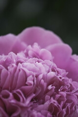 Piwonia, różowy kwiat, kwiatki makro