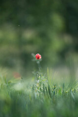 Maki, łąka, pola uprawne, czerwony kwiat
