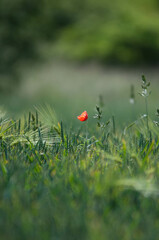 Maki, łąka, pola uprawne, czerwony kwiat