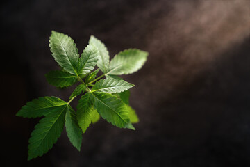 High angle view of marijuana plant with copy space
