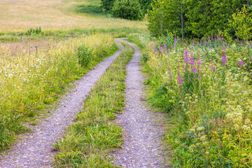 Fototapeta na wymiar Grass shoulder road on a flowering meadow