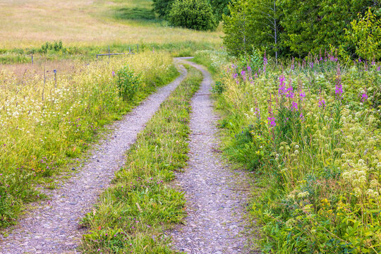 Grass shoulder road on a flowering meadow
