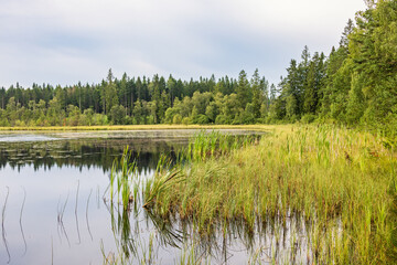 Fototapeta na wymiar Beach with aquatic plants by a lake in the forest