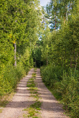 Forest road in a with green lush trees in the  summer