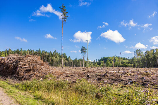 Clear cutting in a forest with stacked trees