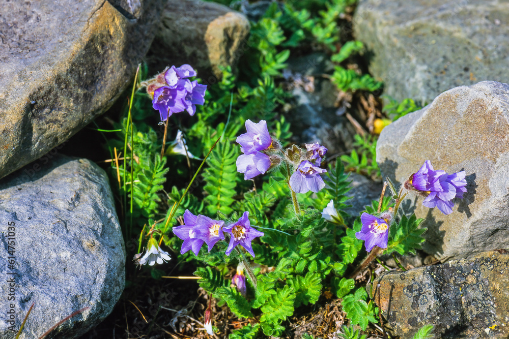 Poster Northern jacob's-ladder flowers in the summer