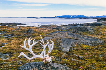 Reindeer antler on the beach in Svalbard