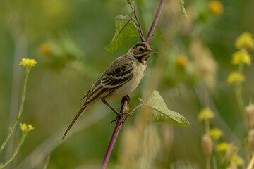 Western Yellow Wagtail (Motacilla flava) perched on a branch
