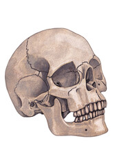 Isolated watercolor drawing of a human skull on a white background