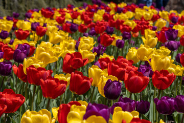 Fototapeta premium Colorful tulips purple red yellow