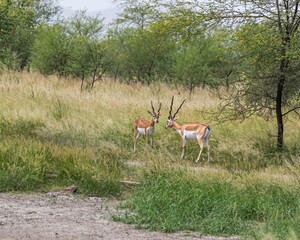 Two Black bucks ready to fight