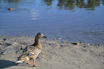 a duck on the bank of lake