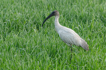 A black headed ibis