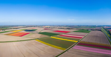 Aerial view of striped and colorful tulip field in the Flevoland