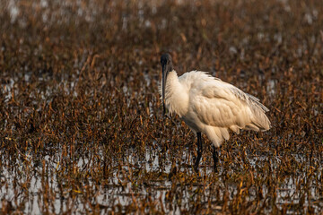 A black headed Ibis looking strait