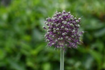 Obraz premium Green-purple flower (Allium) on blurred background