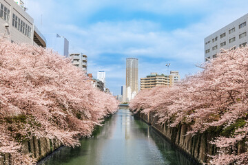 目黒川の満開の桜