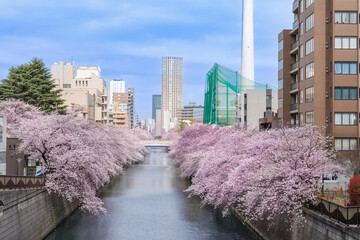 目黒川の満開の桜