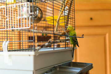 bird climbing on cage