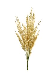 grass flowers isolated on white 