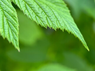 green leaves blurred background 