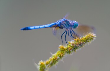 Dragonfly, amazing helicopter of old times, blue dragonfly