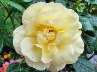 Rosa 'Arthur Bell'