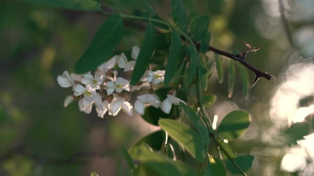 Acacia tree flowers, blooming in the spring on green background