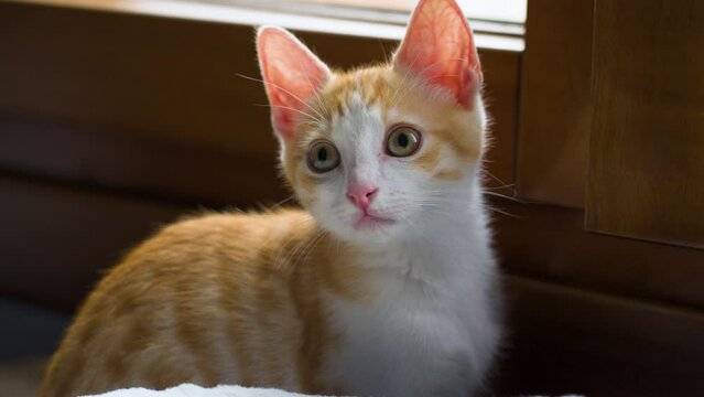 Curious ginger kitten near home window. Playful little domestic cat with orange fur