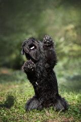 Portrait of cute miniature schnauzer at the park.