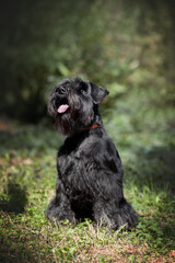 Portrait of cute miniature schnauzer at the park.