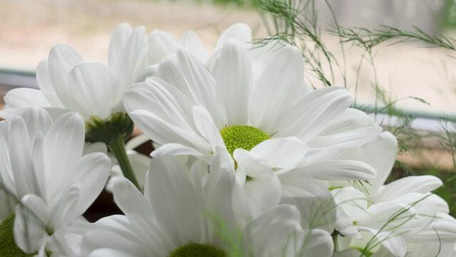 Bouquet of beautiful white daisies in the room by the window. Chrysanthemum  petals close up. Argyranthemum frutescens